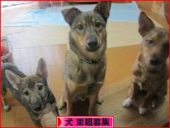 にほんブログ村 犬ブログ 犬 里親募集へ