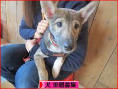 にほんブログ村 犬ブログ 犬 里親募集へ