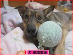 にほんブログ村 犬ブログ 犬 里親募集へ