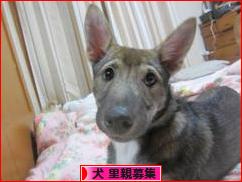 にほんブログ村 犬ブログ 犬 里親募集へ