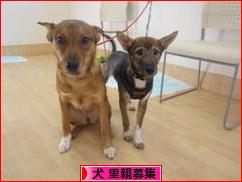 にほんブログ村 犬ブログ 犬 里親募集へ