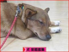 にほんブログ村 犬ブログ 犬 里親募集へ