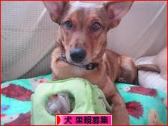 にほんブログ村 犬ブログ 犬 里親募集へ