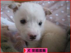 にほんブログ村 犬ブログ 犬 里親募集へ