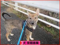 にほんブログ村 犬ブログ 犬 里親募集へ
