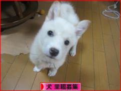 にほんブログ村 犬ブログ 犬 里親募集へ