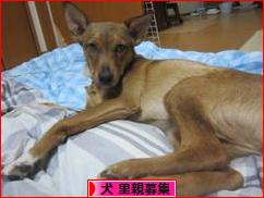にほんブログ村 犬ブログ 犬 里親募集へ