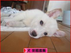 にほんブログ村 犬ブログ 犬 里親募集へ