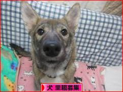 にほんブログ村 犬ブログ 犬 里親募集へ