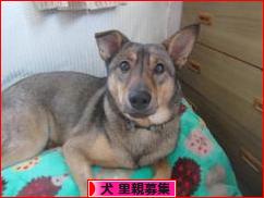 にほんブログ村 犬ブログ 犬 里親募集へ