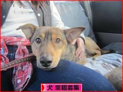 にほんブログ村 犬ブログ 犬 里親募集へ