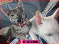 にほんブログ村 犬ブログ 犬 里親募集へ