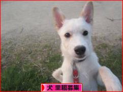 にほんブログ村 犬ブログ 犬 里親募集へ