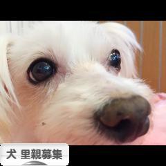 にほんブログ村 犬ブログ 犬 里親募集へ