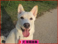 にほんブログ村 犬ブログ 犬 里親募集へ