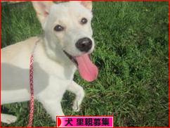 にほんブログ村 犬ブログ 犬 里親募集へ