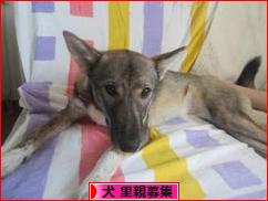 にほんブログ村 犬ブログ 犬 里親募集へ