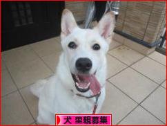 にほんブログ村 犬ブログ 犬 里親募集へ