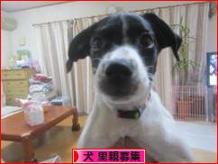 にほんブログ村 犬ブログ 犬 里親募集へ