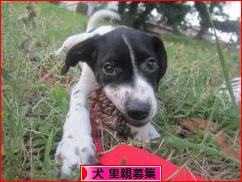 にほんブログ村 犬ブログ 犬 里親募集へ