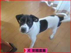 にほんブログ村 犬ブログ 犬 里親募集へ