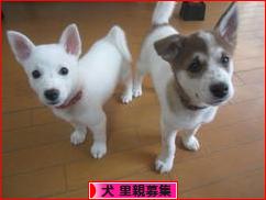 にほんブログ村 犬ブログ 犬 里親募集へ