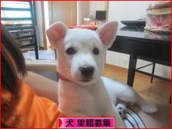 にほんブログ村 犬ブログ 犬 里親募集へ
