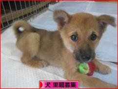 にほんブログ村 犬ブログ 犬 里親募集へ
