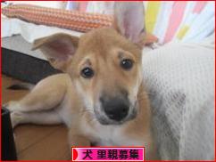 にほんブログ村 犬ブログ 犬 里親募集へ