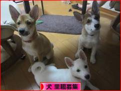 にほんブログ村 犬ブログ 犬 里親募集へ