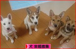 にほんブログ村 犬ブログ 犬 里親募集へ