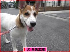 にほんブログ村 犬ブログ 犬 里親募集へ