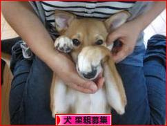 にほんブログ村 犬ブログ 犬 里親募集へ