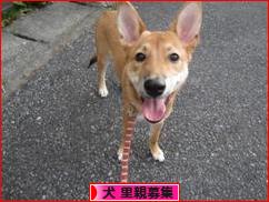 にほんブログ村 犬ブログ 犬 里親募集へ