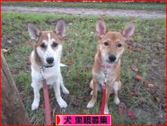 にほんブログ村 犬ブログ 犬 里親募集へ