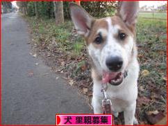 にほんブログ村 犬ブログ 犬 里親募集へ