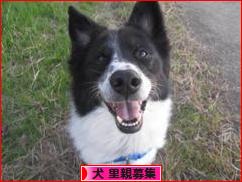 にほんブログ村 犬ブログ 犬 里親募集へ