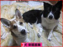 にほんブログ村 犬ブログ 犬 里親募集へ