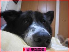にほんブログ村 犬ブログ 犬 里親募集へ