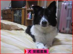 にほんブログ村 犬ブログ 犬 里親募集へ
