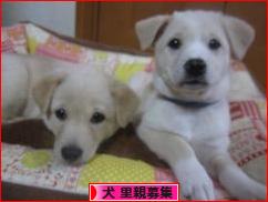にほんブログ村 犬ブログ 犬 里親募集へ