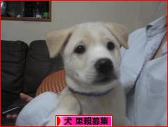 にほんブログ村 犬ブログ 犬 里親募集へ