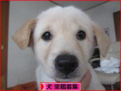 にほんブログ村 犬ブログ 犬 里親募集へ