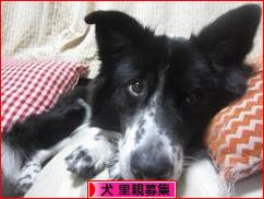 にほんブログ村 犬ブログ 犬 里親募集へ