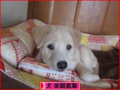 にほんブログ村 犬ブログ 犬 里親募集へ