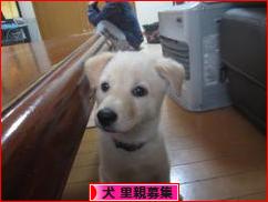 にほんブログ村 犬ブログ 犬 里親募集へ