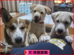 にほんブログ村 犬ブログ 犬 里親募集へ