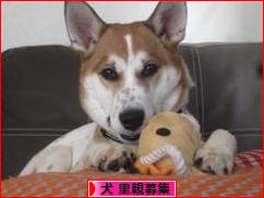 にほんブログ村 犬ブログ 犬 里親募集へ