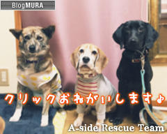 にほんブログ村 犬ブログ 犬 里親募集へ