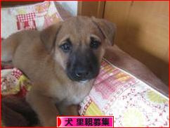 にほんブログ村 犬ブログ 犬 里親募集へ